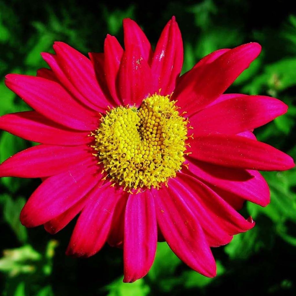 Tanacetum coccineum Robinson's Red