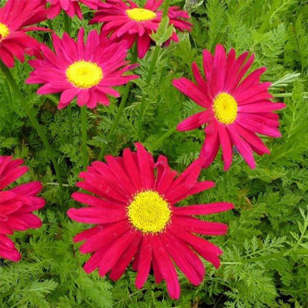 Tanacetum coccineum Robinson's Red