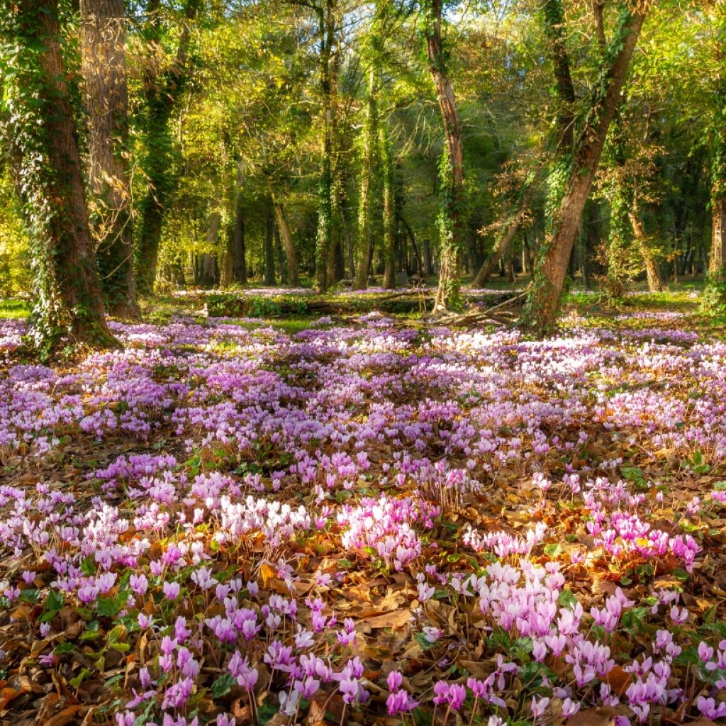 Prato fiorito d'autunno - Ciclamini di Napoli rosa e bianchi