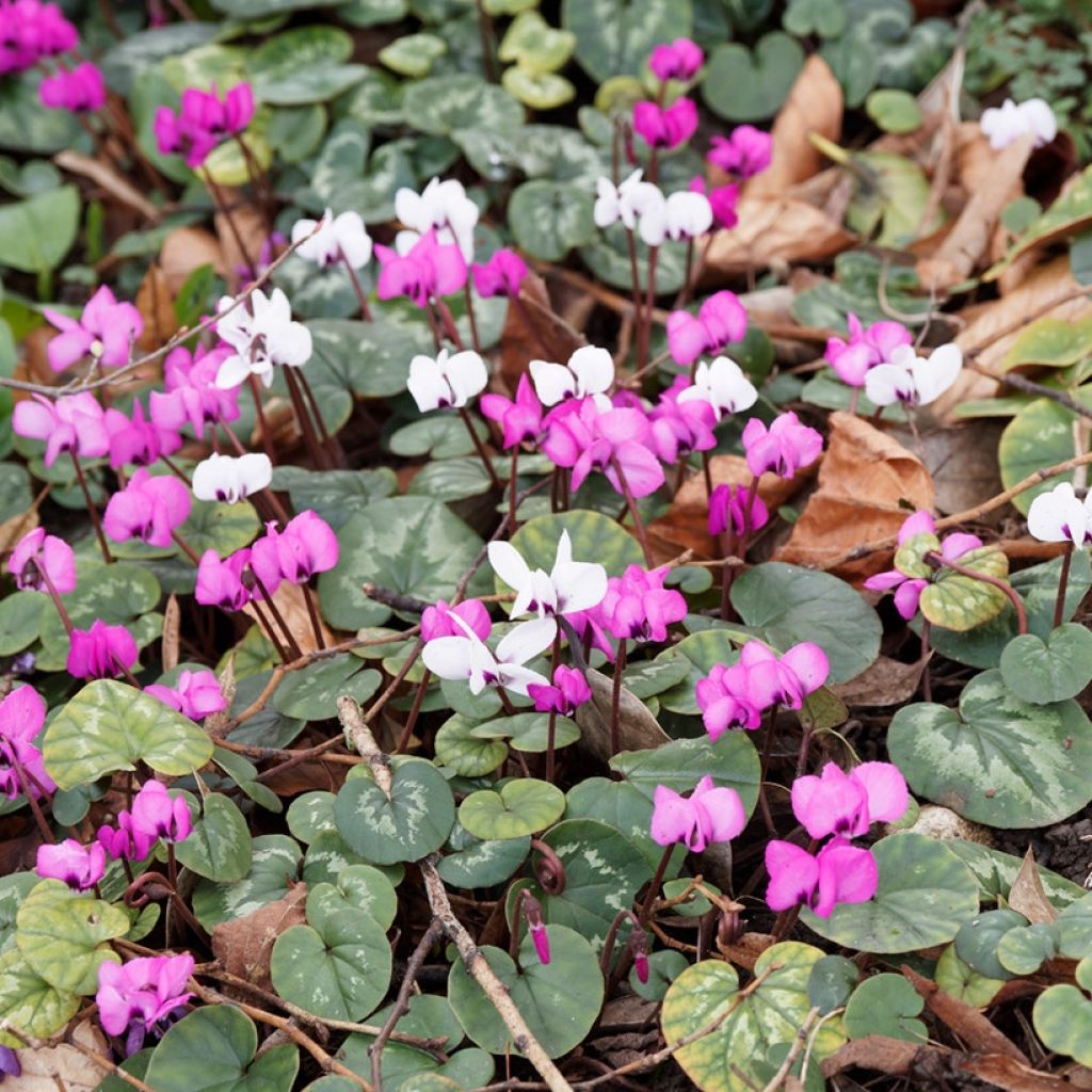 Tappeto fiorito d'inverno - Ciclamini Coum rosa e bianchi