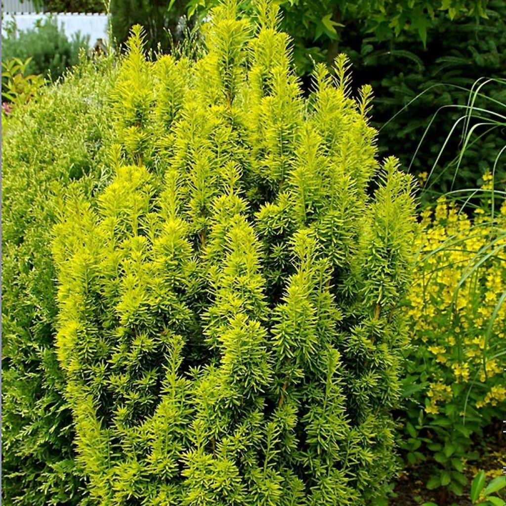 Taxus baccata David - If colonnaire panaché