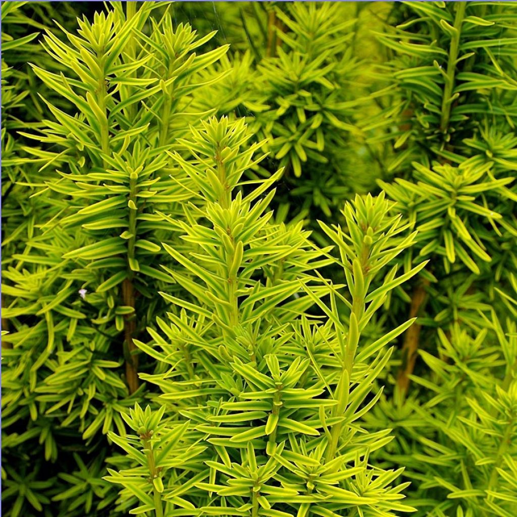 Taxus baccata David - If colonnaire panaché