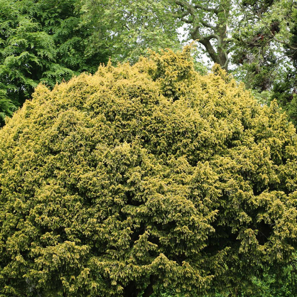 Taxus baccata Elegantissima - Tasso comune