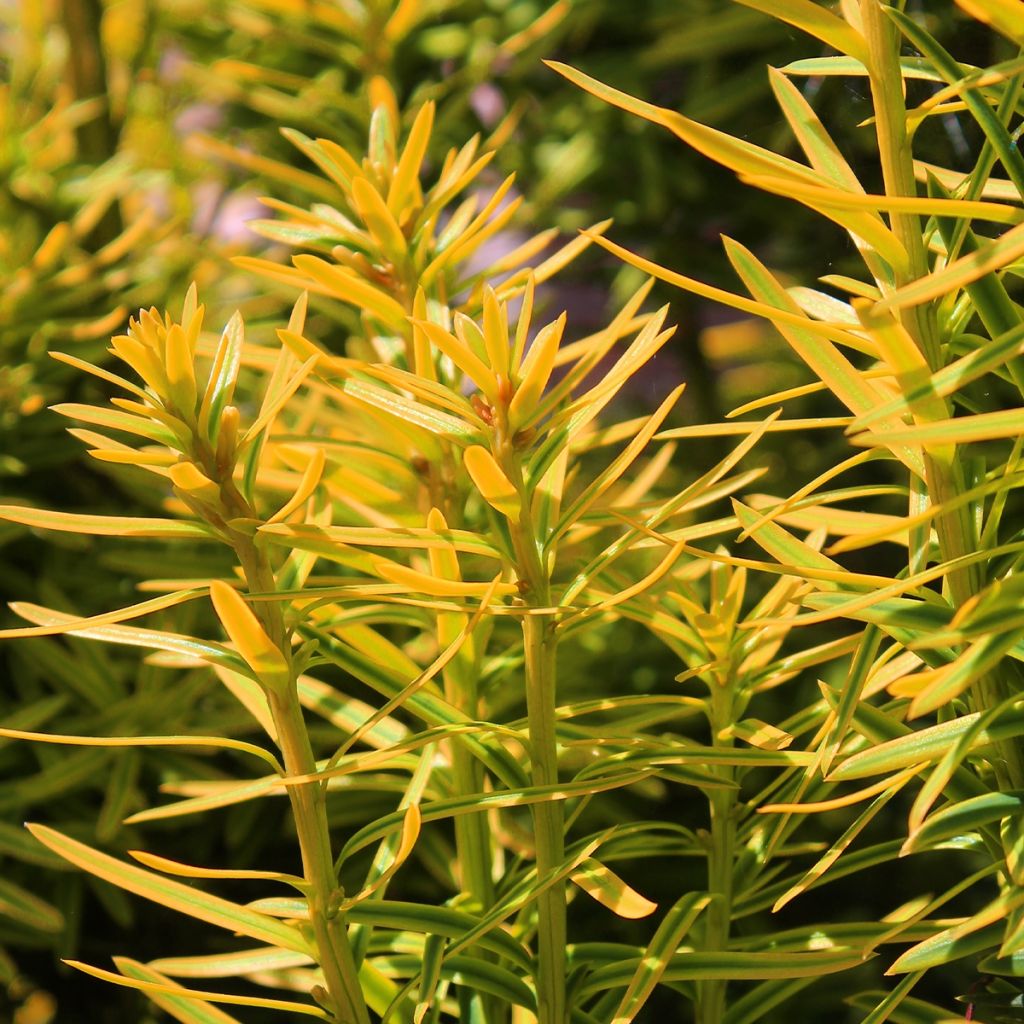 If commun - Taxus baccata Kupfergold