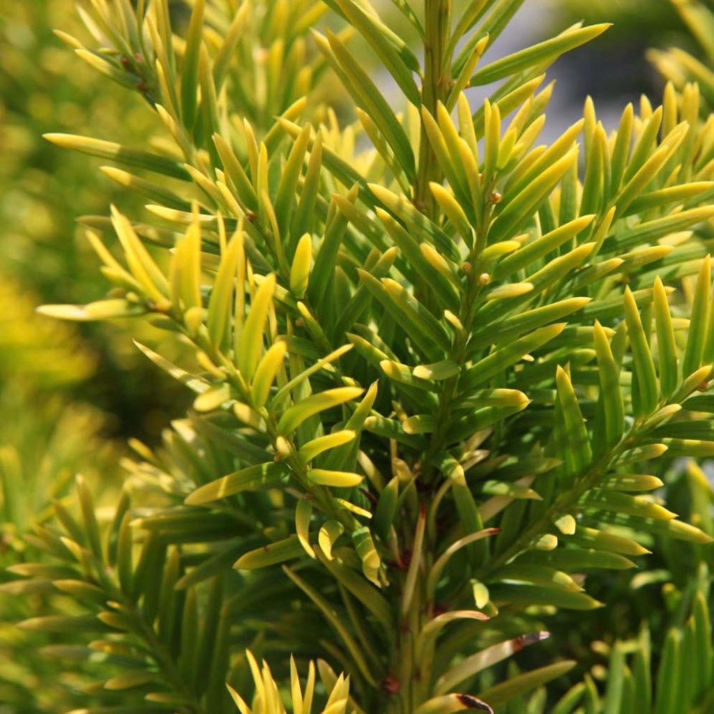 Taxus baccata Semperaurea - If commun doré.