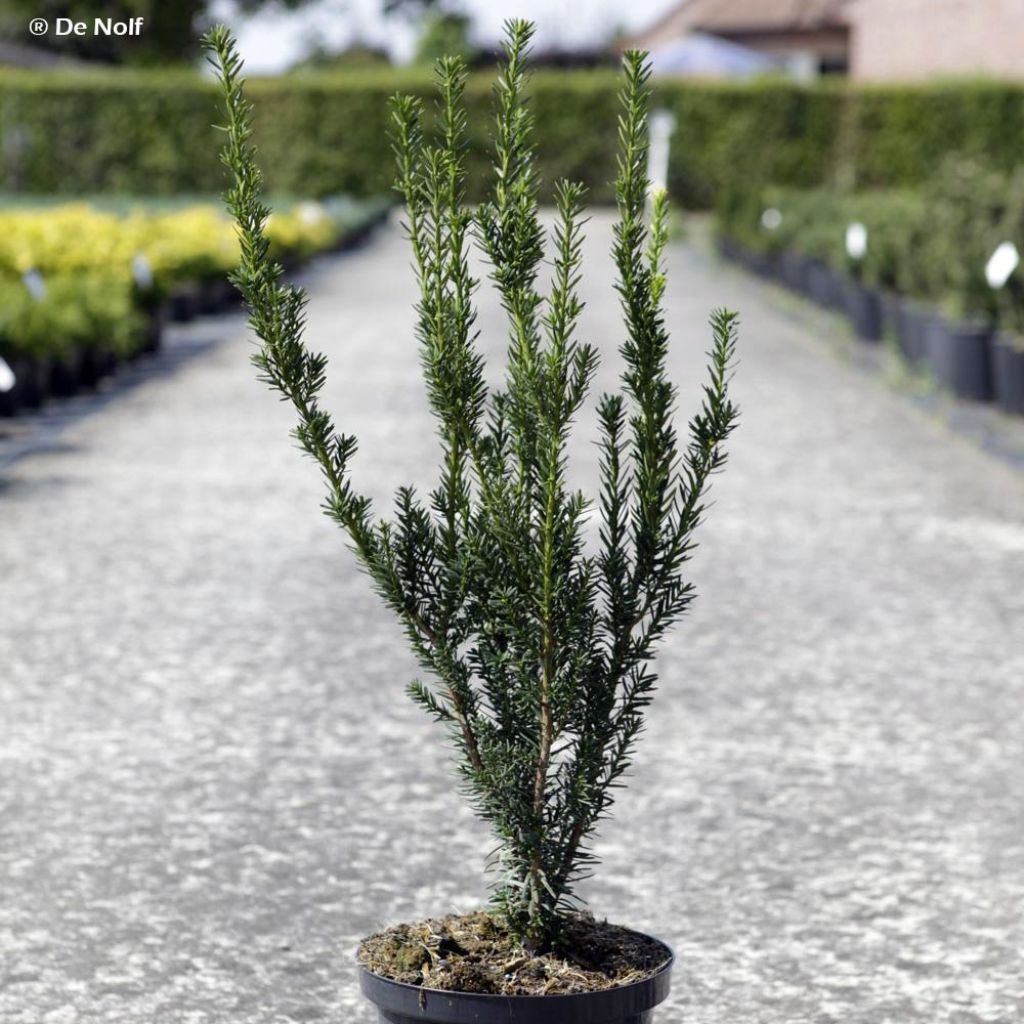 Taxus media Hillii - Tasso