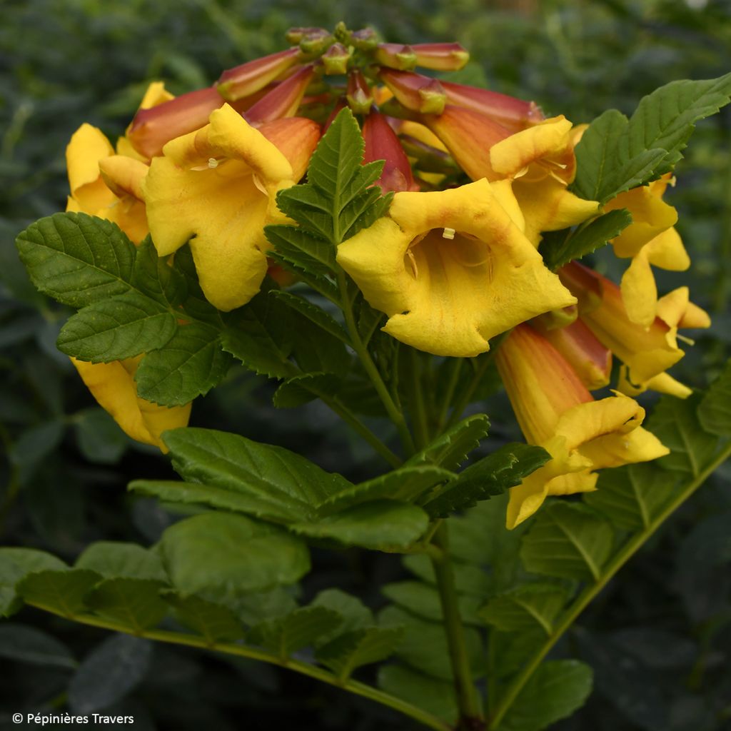 Tecoma capensis Tropical Twist - Tasso