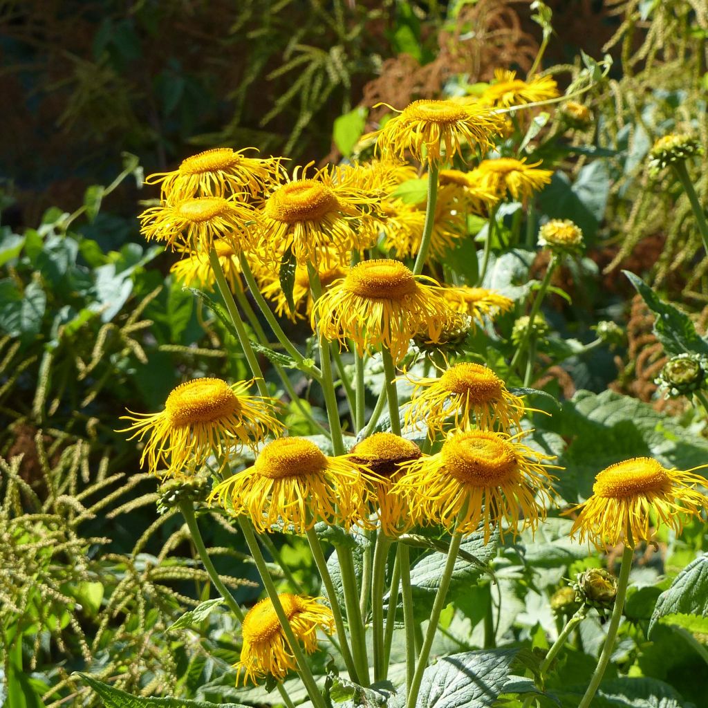 Telekia speciosa - Oeil de boeuf - Télékie splendide.