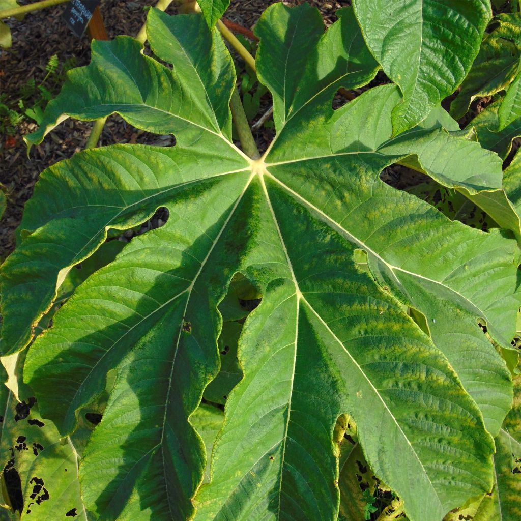 Tetrapanax papyrifera Rex - Plante à papier de riz