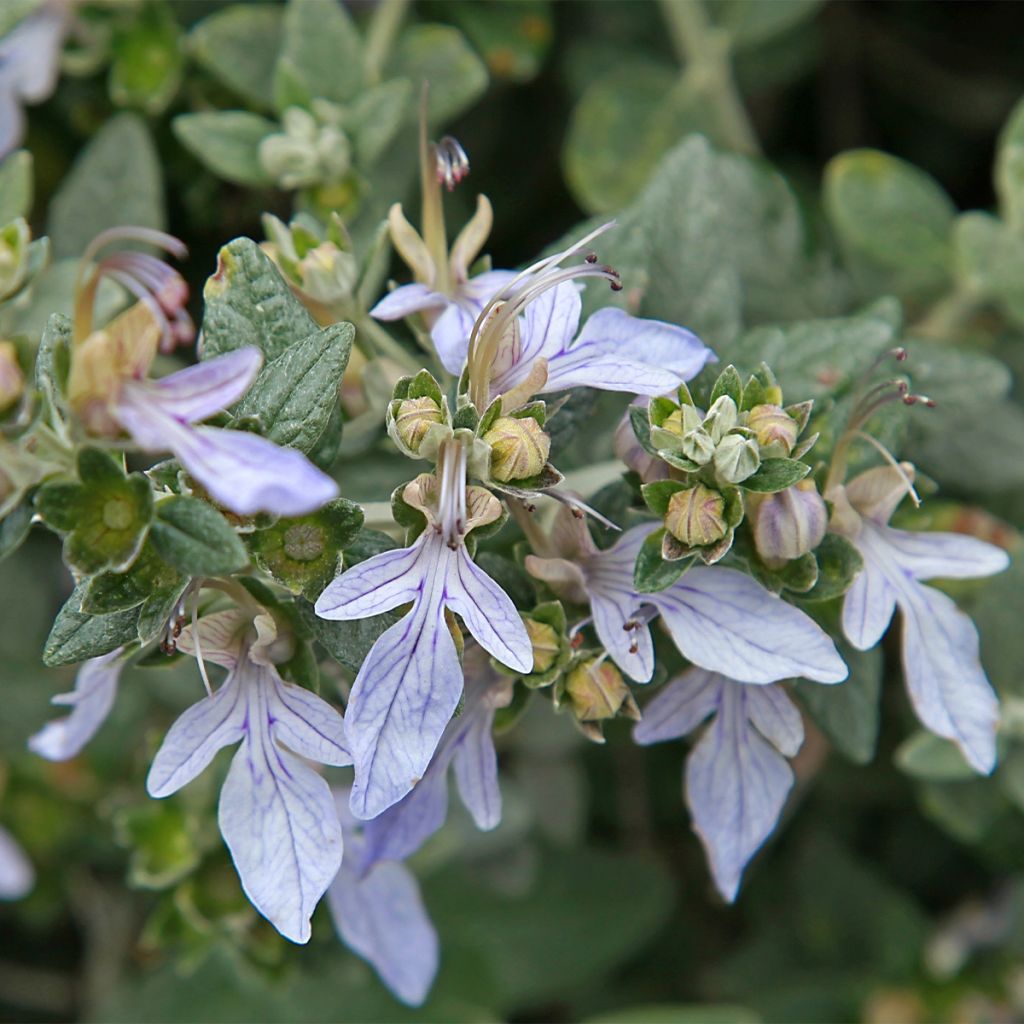 Teucrium fruticans - Camedrio femmina