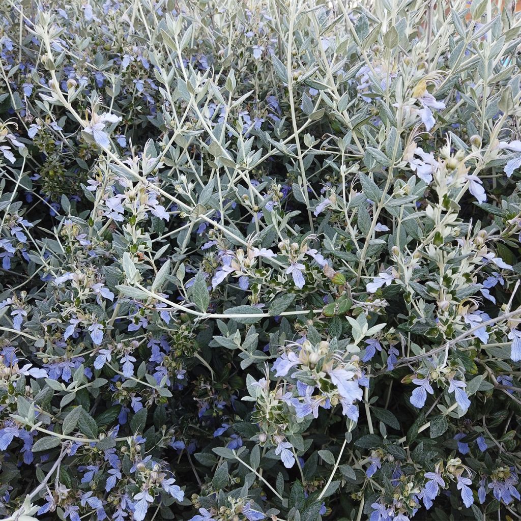 Teucrium fruticans - Camedrio femmina