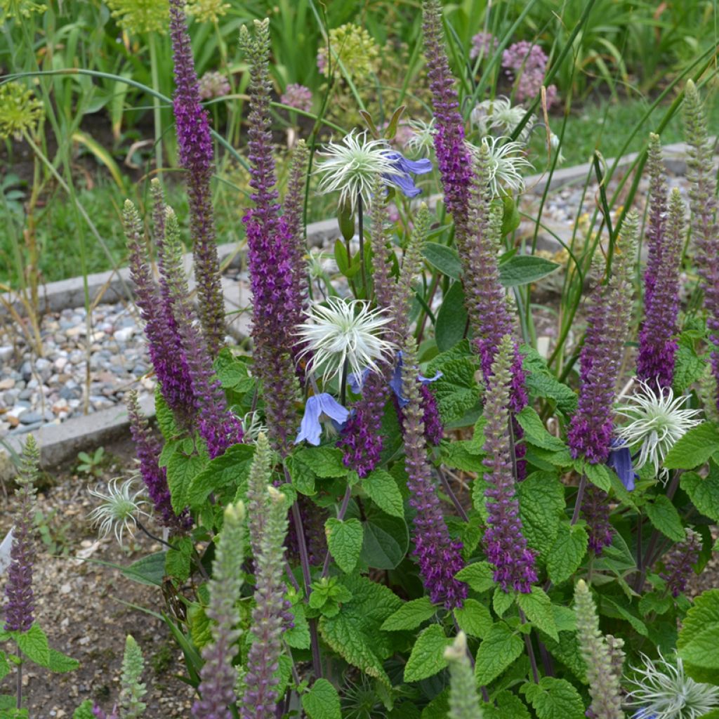 Teucrium hircanicum Paradise Delight - Camedrio iraniano