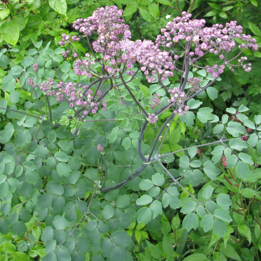 Thalictrum Black Stockings - Pigamo