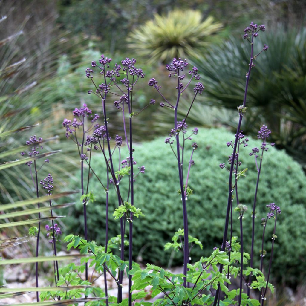 Thalictrum Black Stockings - Pigamo