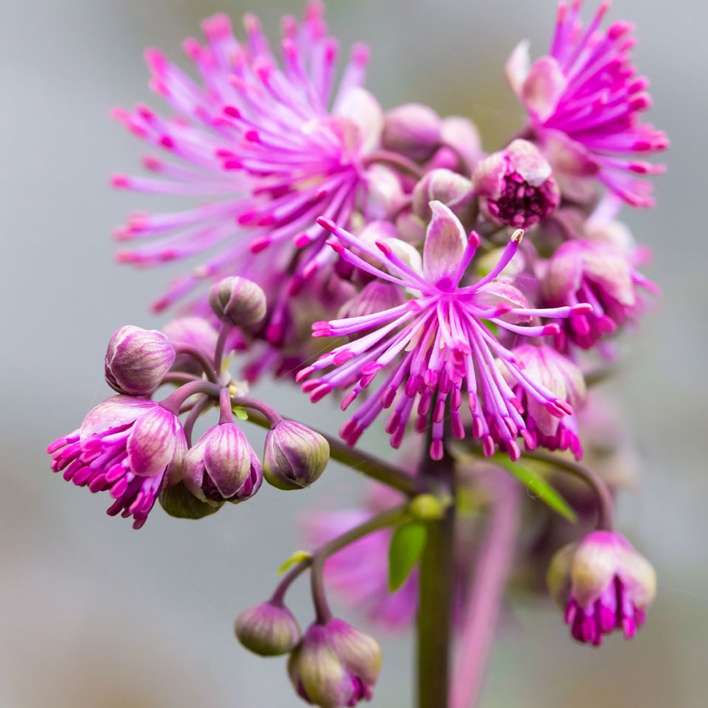 Thalictrum Black Stockings - Pigamo