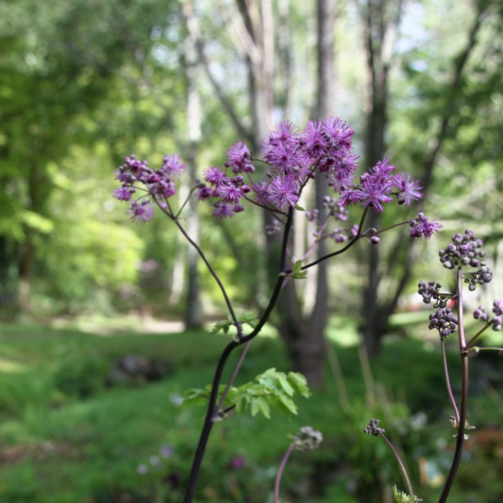 Thalictrum Black Stockings - Pigamo