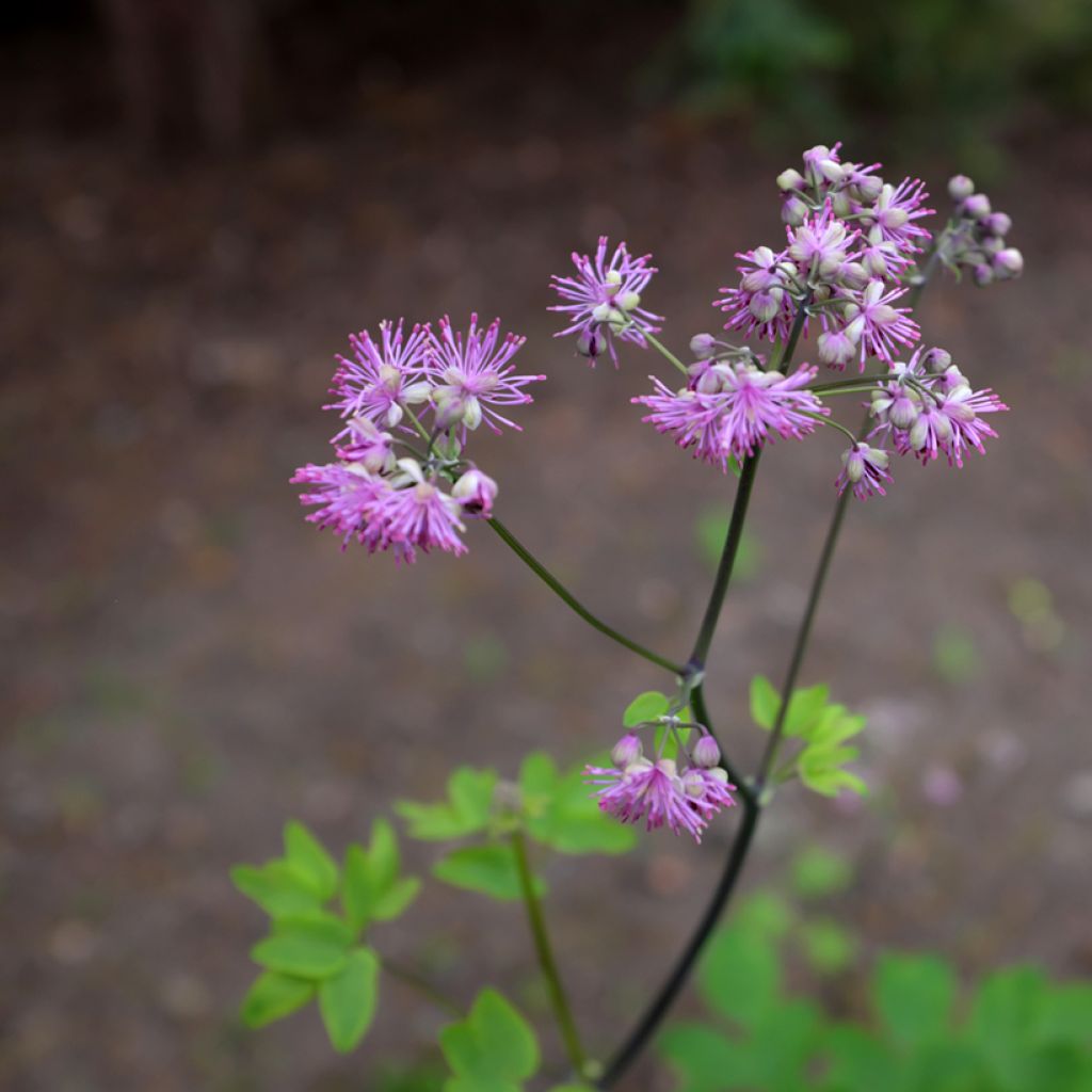 Thalictrum Black Stockings - Pigamo