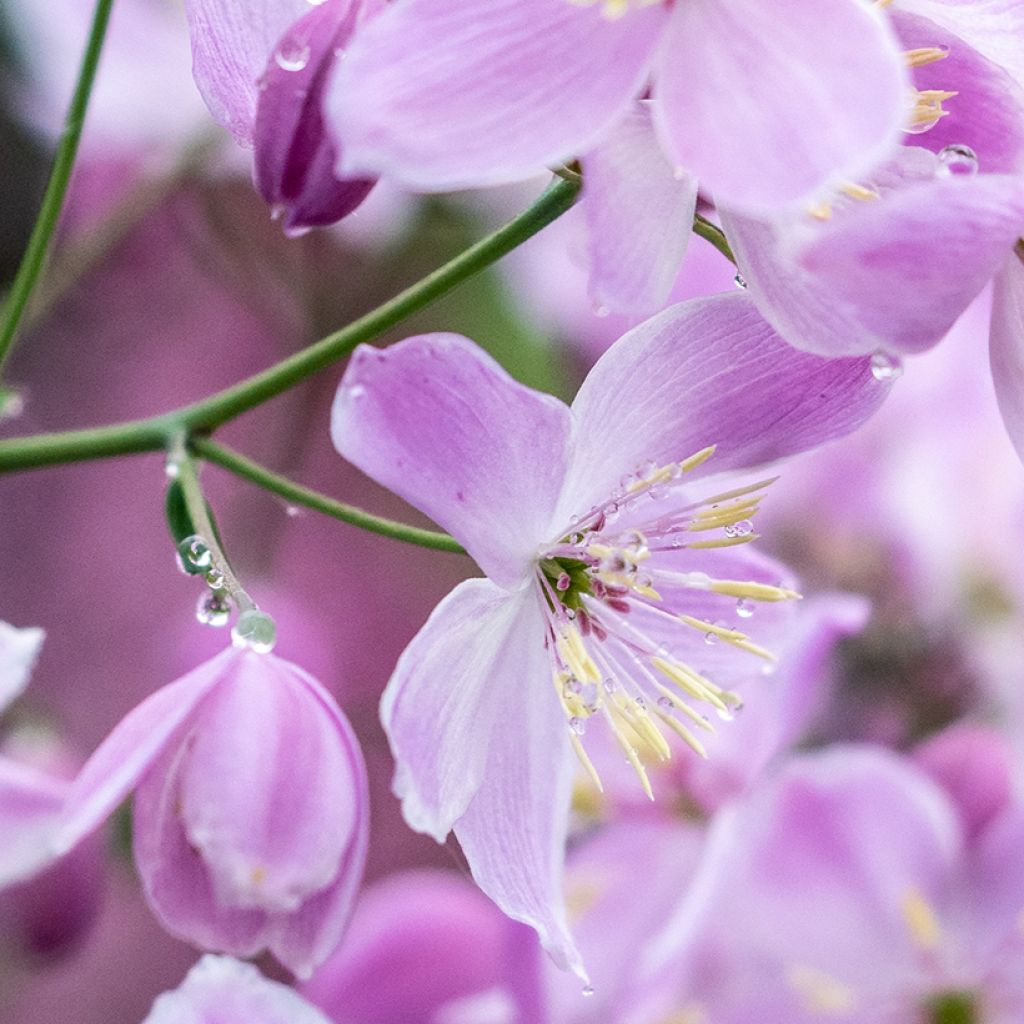 Thalictrum Chantilly Lace - Pigamon