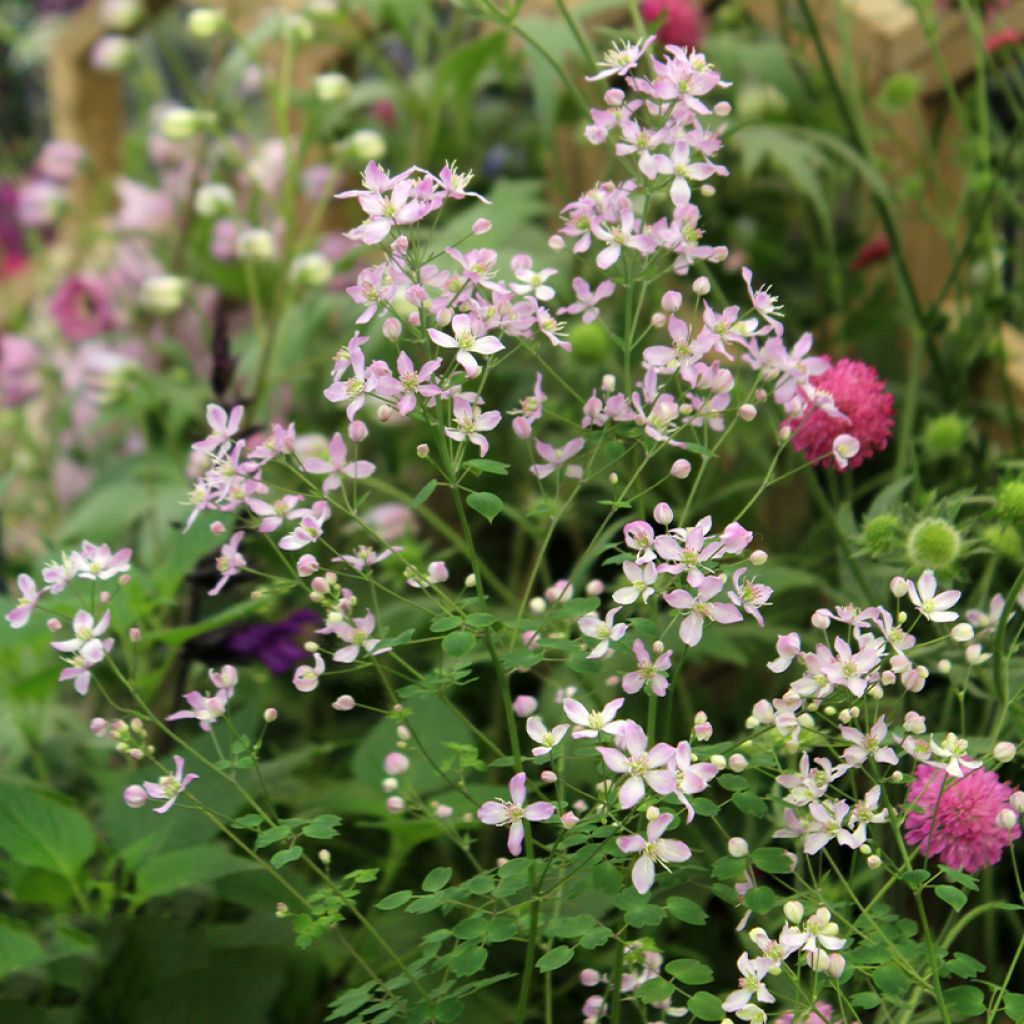 Thalictrum aquilegifolium Fairy Wings - Pigamo colombino