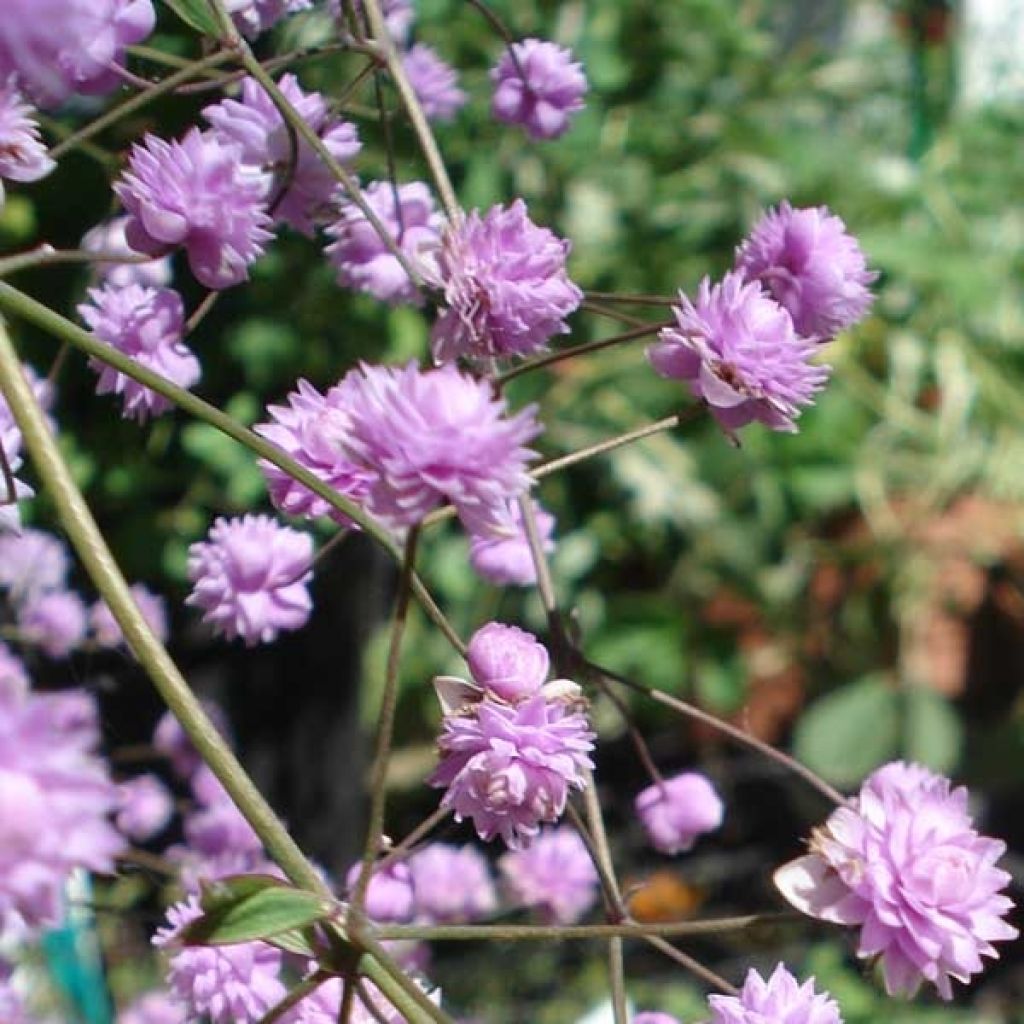 Thalictrum delavayi Hewitt's double - Pigamo