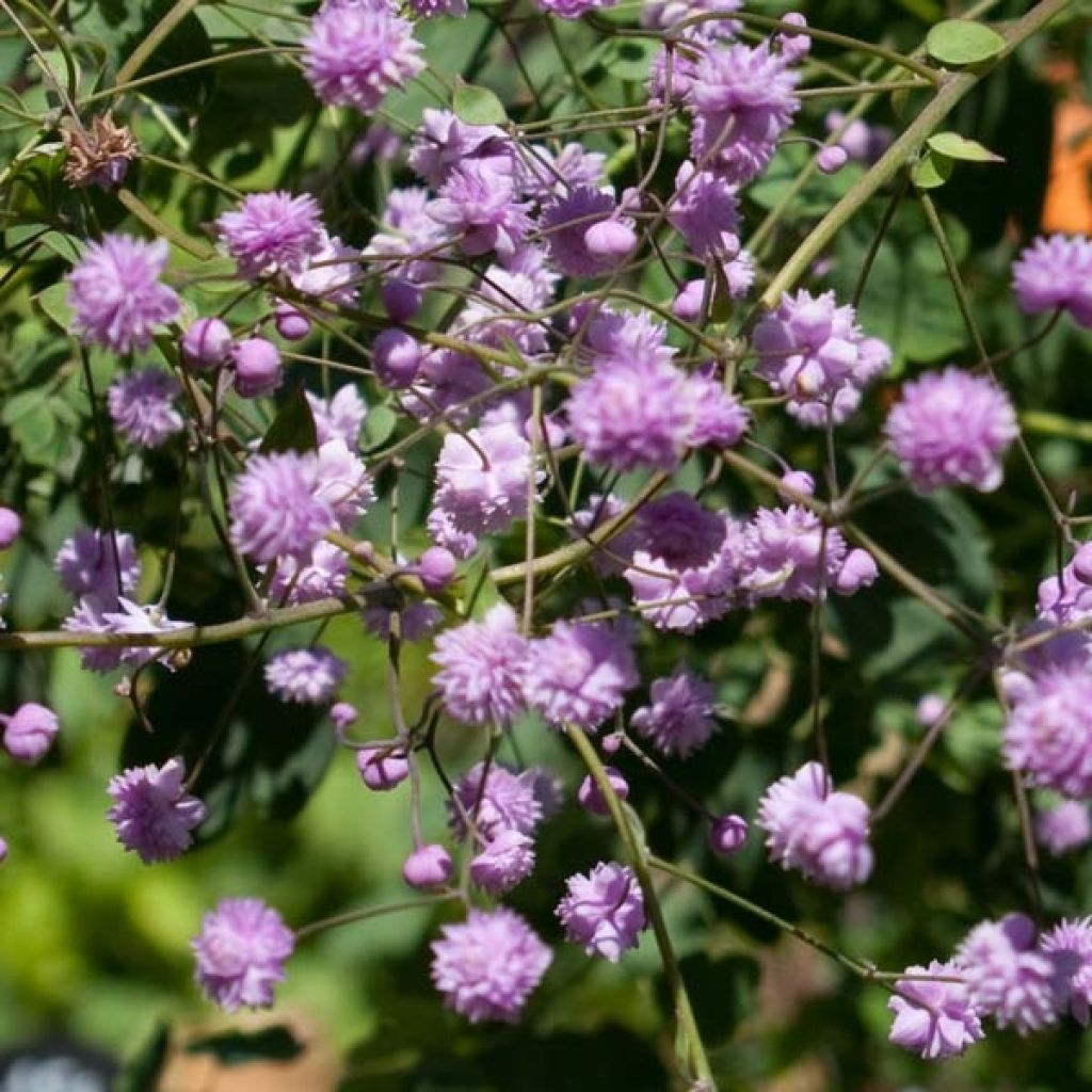 Thalictrum delavayi Hewitt's double - Pigamo