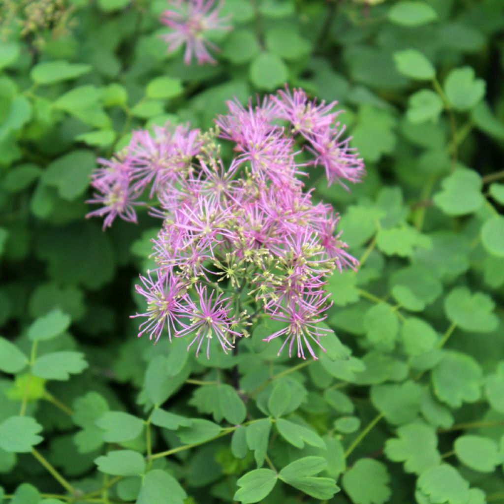 Thalictrum Little Pinkie - Pigamo