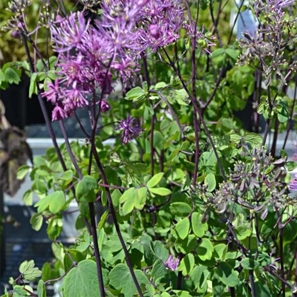 Thalictrum Purplelicious - Pigamo