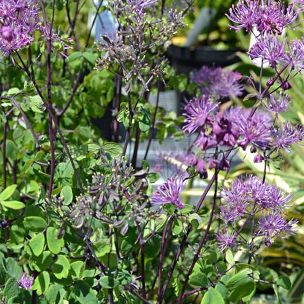 Thalictrum Purplelicious - Pigamo