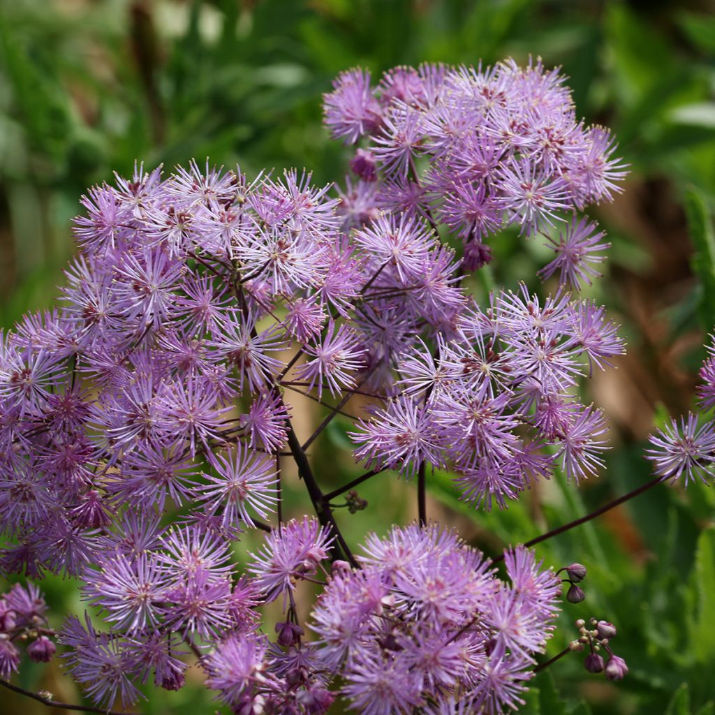 Thalictrum Yulia - Pigamo