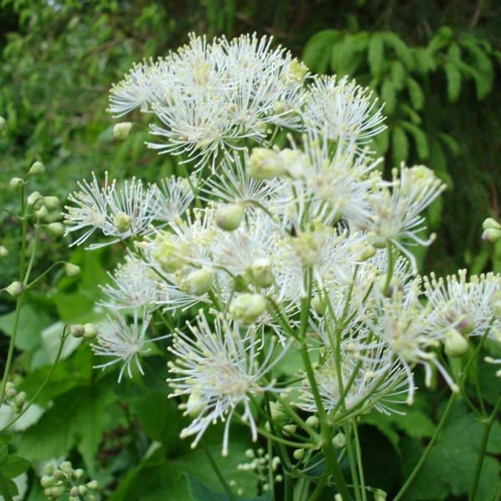 Thalictrum aquilegifolium Album - Pigamo colombino