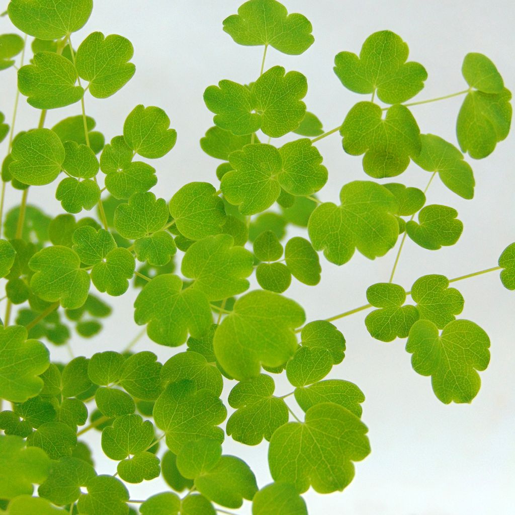 Thalictrum delavayi Splendide Album - Pigamo