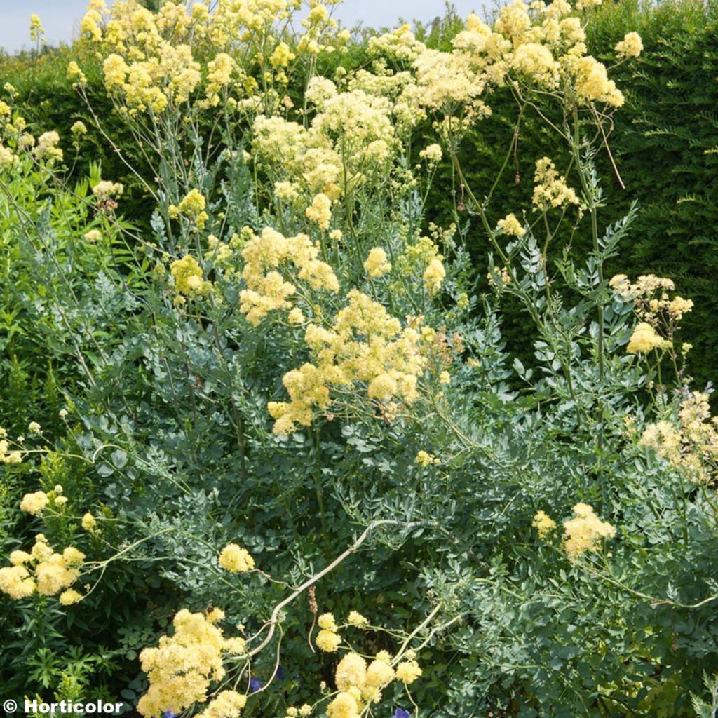 Thalictrum flavum glaucum - Pigamon jaune glaucum