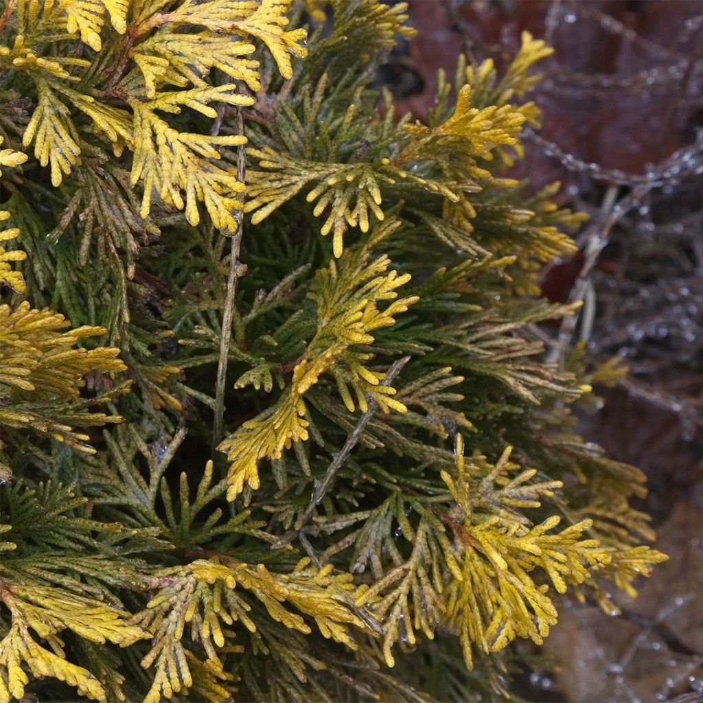 Thuya du Canada - Thuja occidentalis Amber Glow