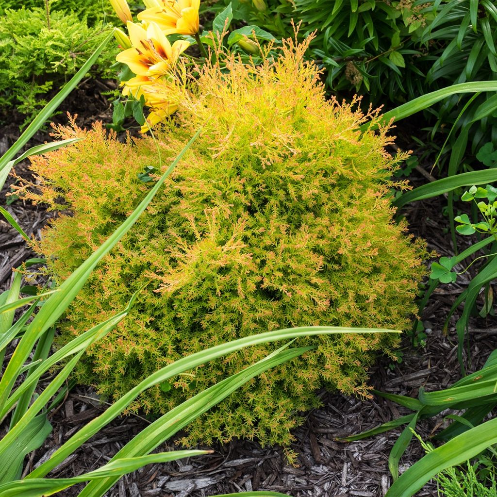 Thuya du Canada - Thuja occidentalis Fire Chief