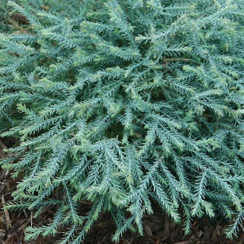 Thuja occidentalis Pancake Concesarini - Tuia occidentale