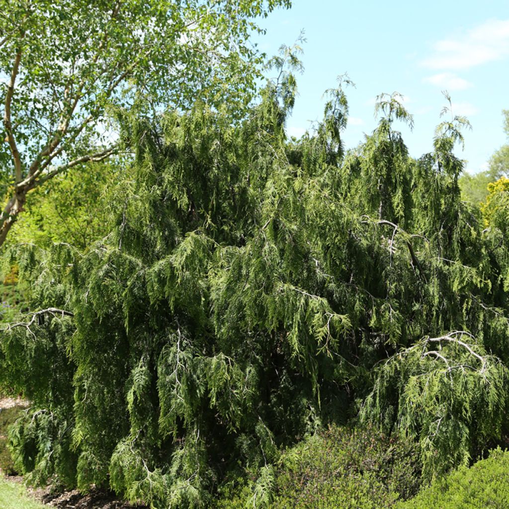 Thuja occidentalis Pendula - Tuia occidentale