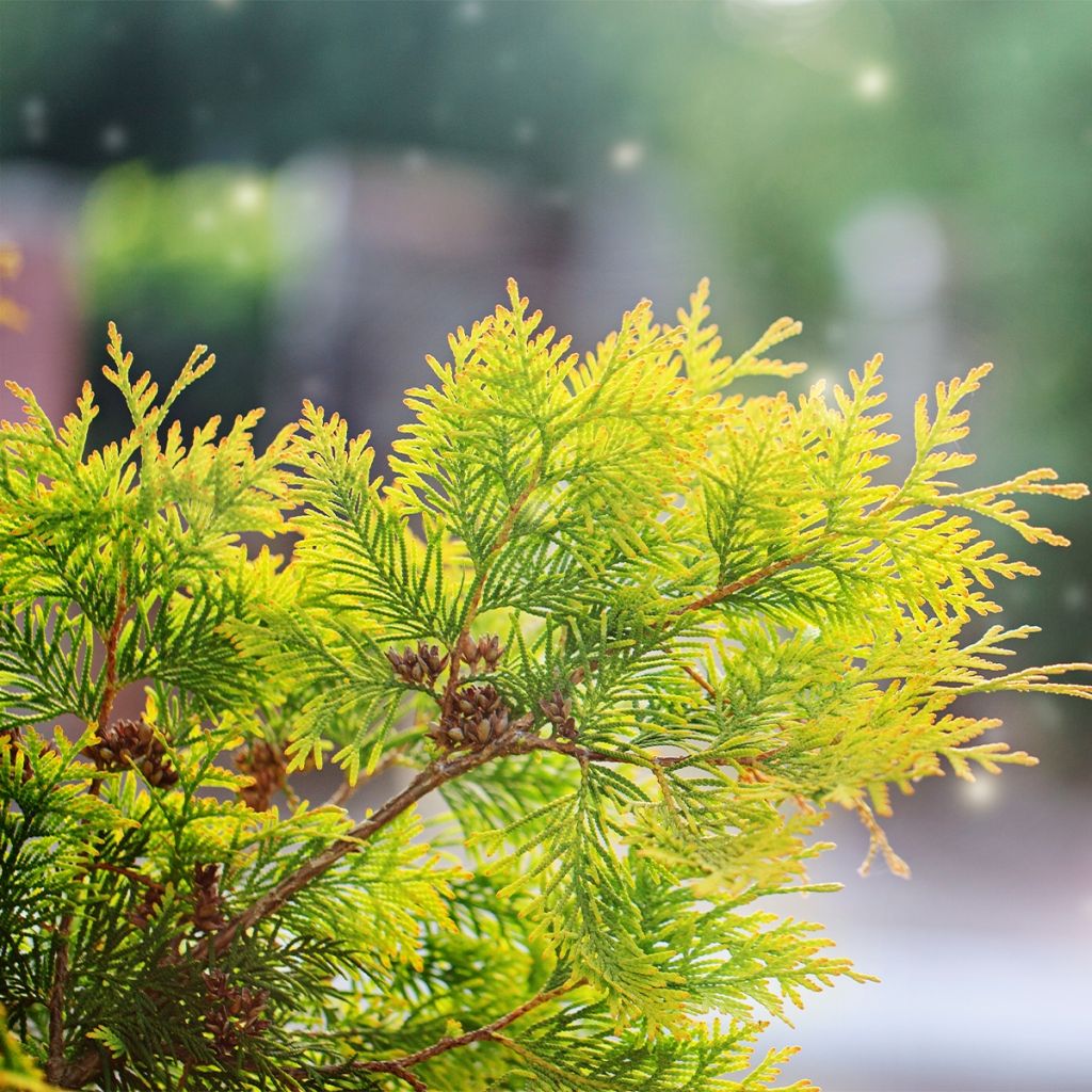 Thuya du Canada - Thuja occidentalis Salland