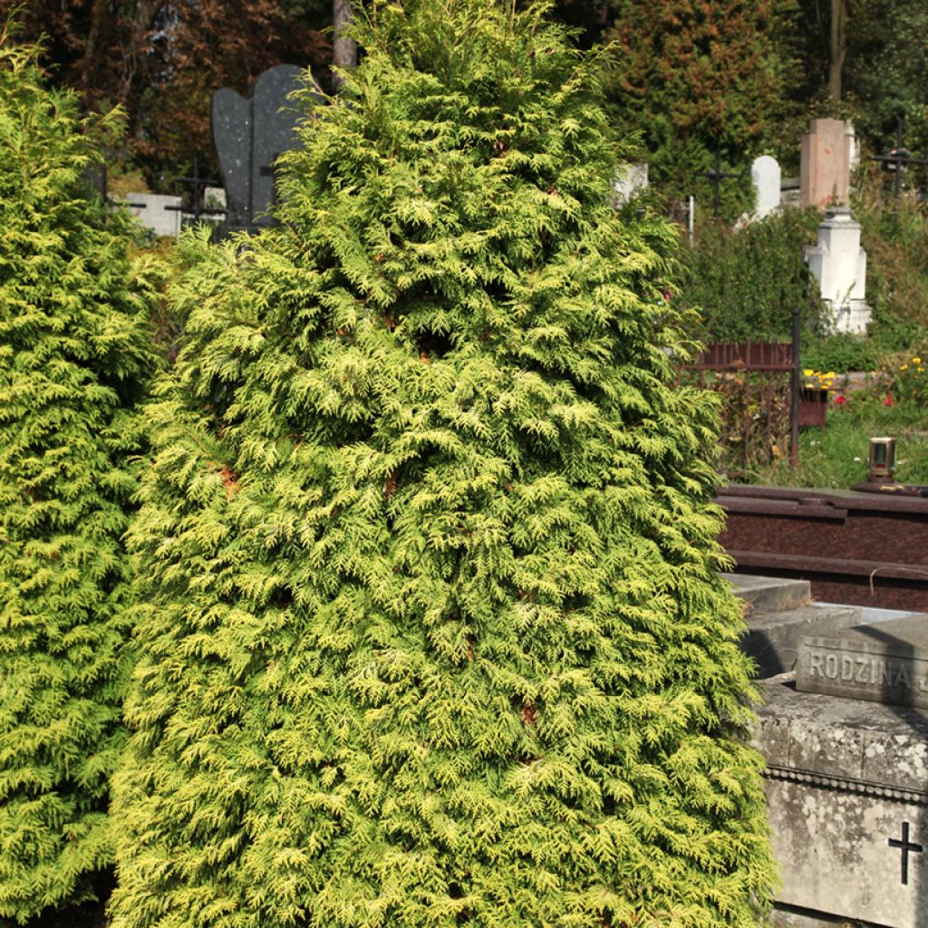 Thuja occidentalis Wareana Lutescens - Tuia occidentale