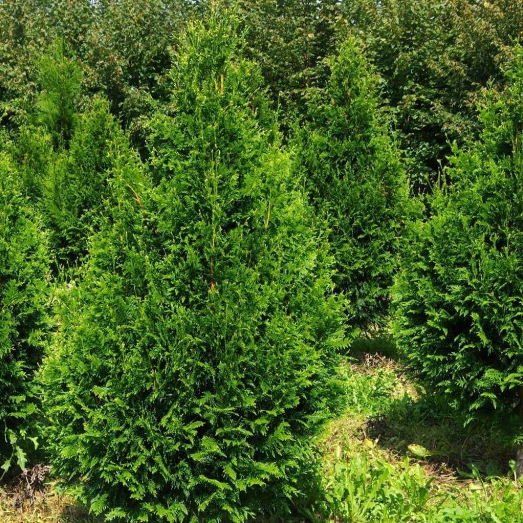 Thuja plicata Can-can - Tuia plicata