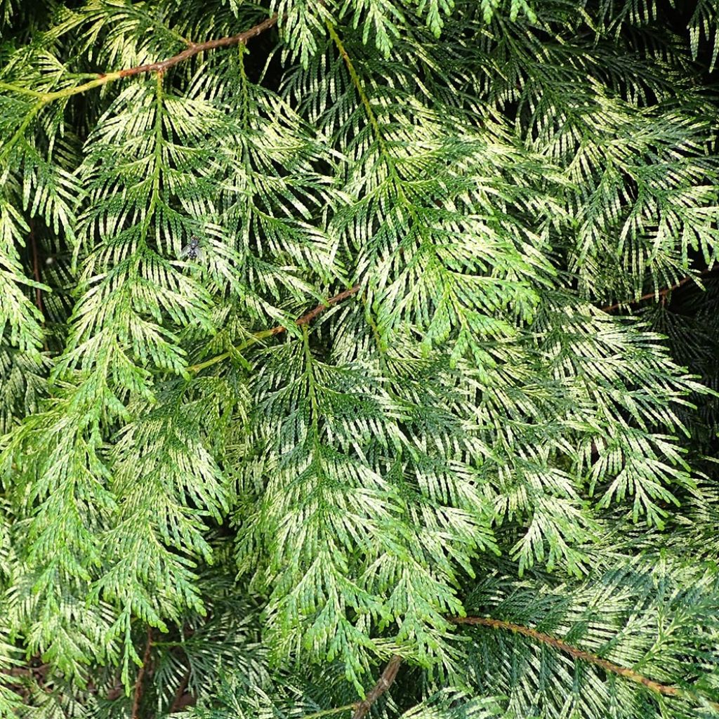 Thuja plicata Zebrina - Tuia plicata