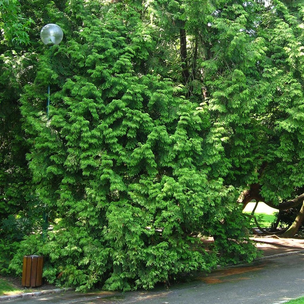 Thuja plicata Zebrina - Tuia plicata