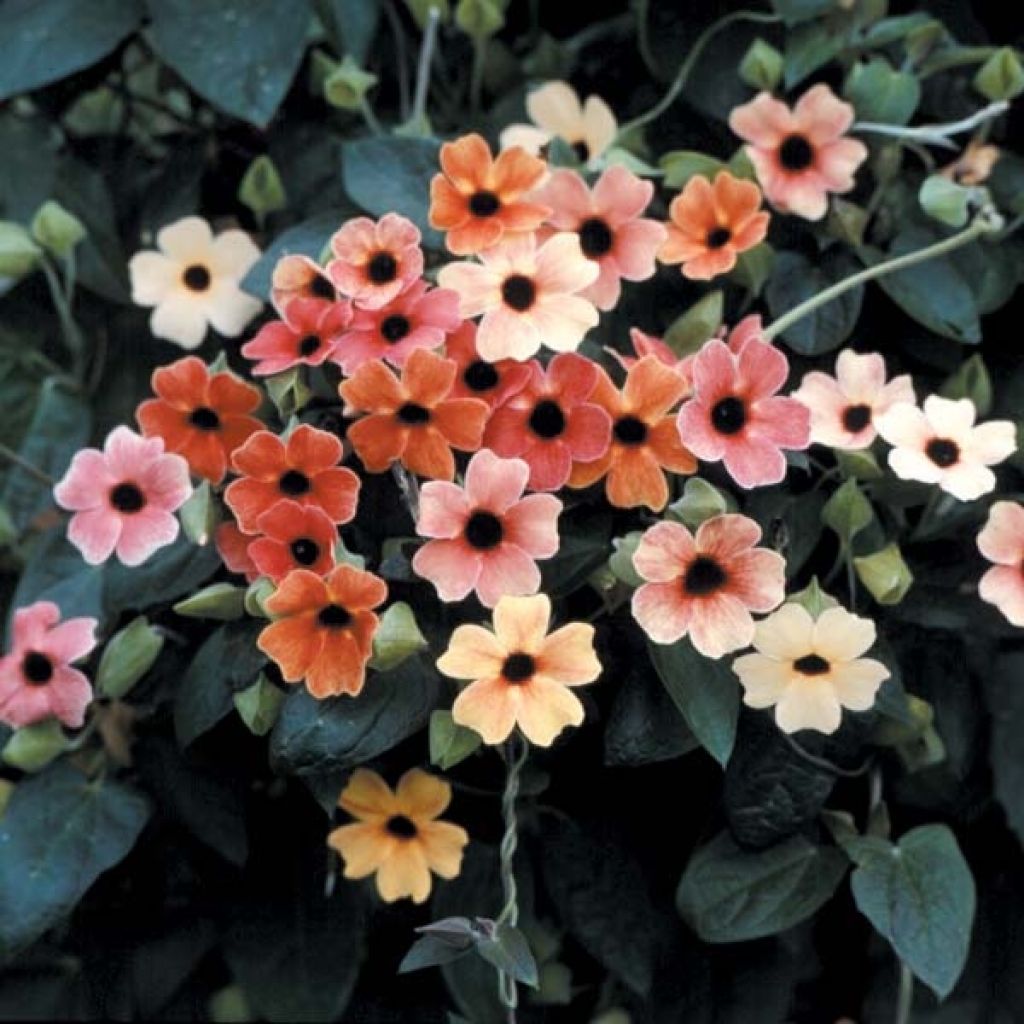 Thunbergia African Sunset