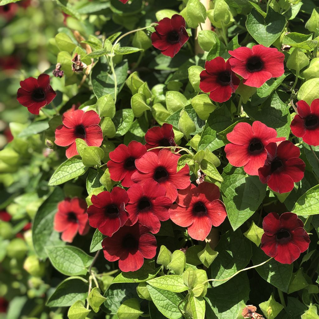 Susanna dagli occhi neri Sunny Suzy Cherry - Thunbergia alata