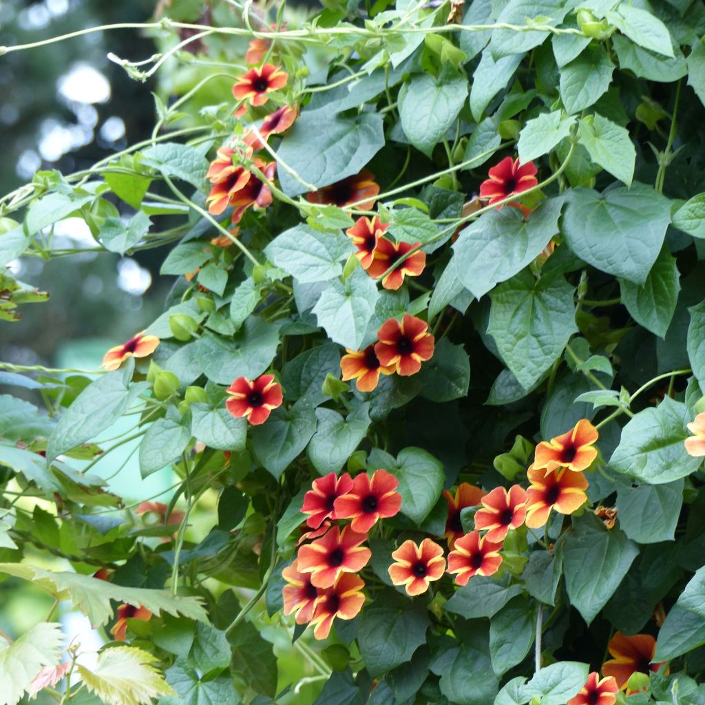 Suzanne-aux-yeux-noirs - Thunbergia Tangerine Slice