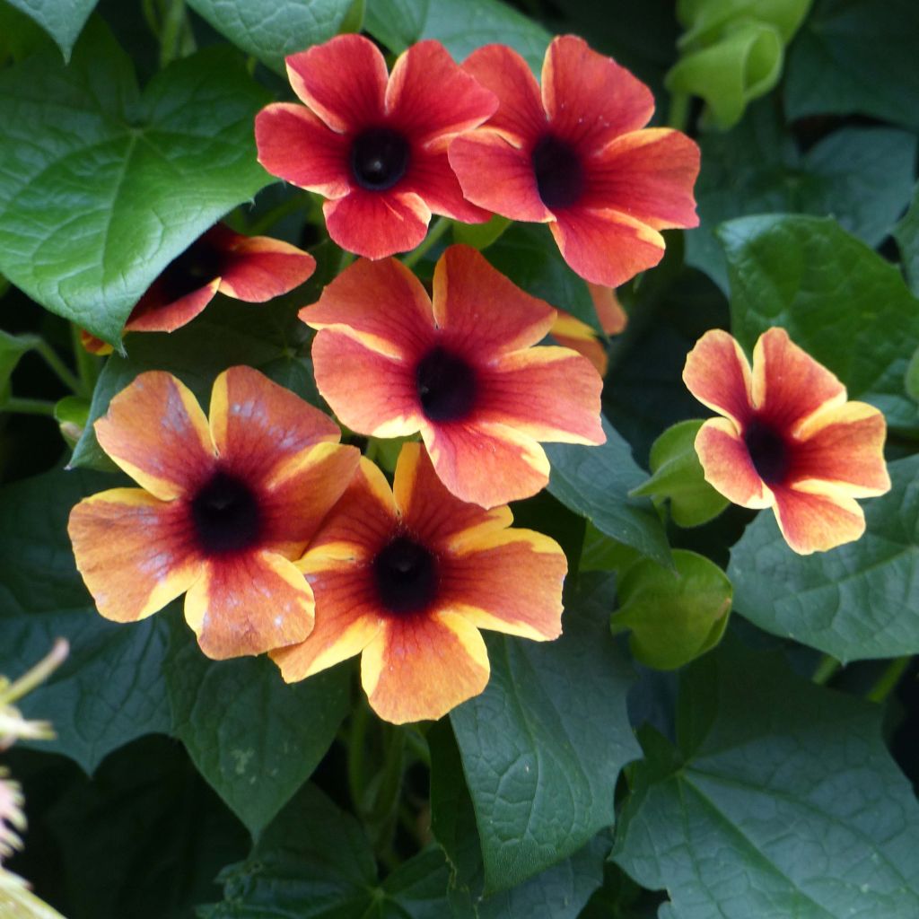 Suzanne-aux-yeux-noirs - Thunbergia Tangerine Slice