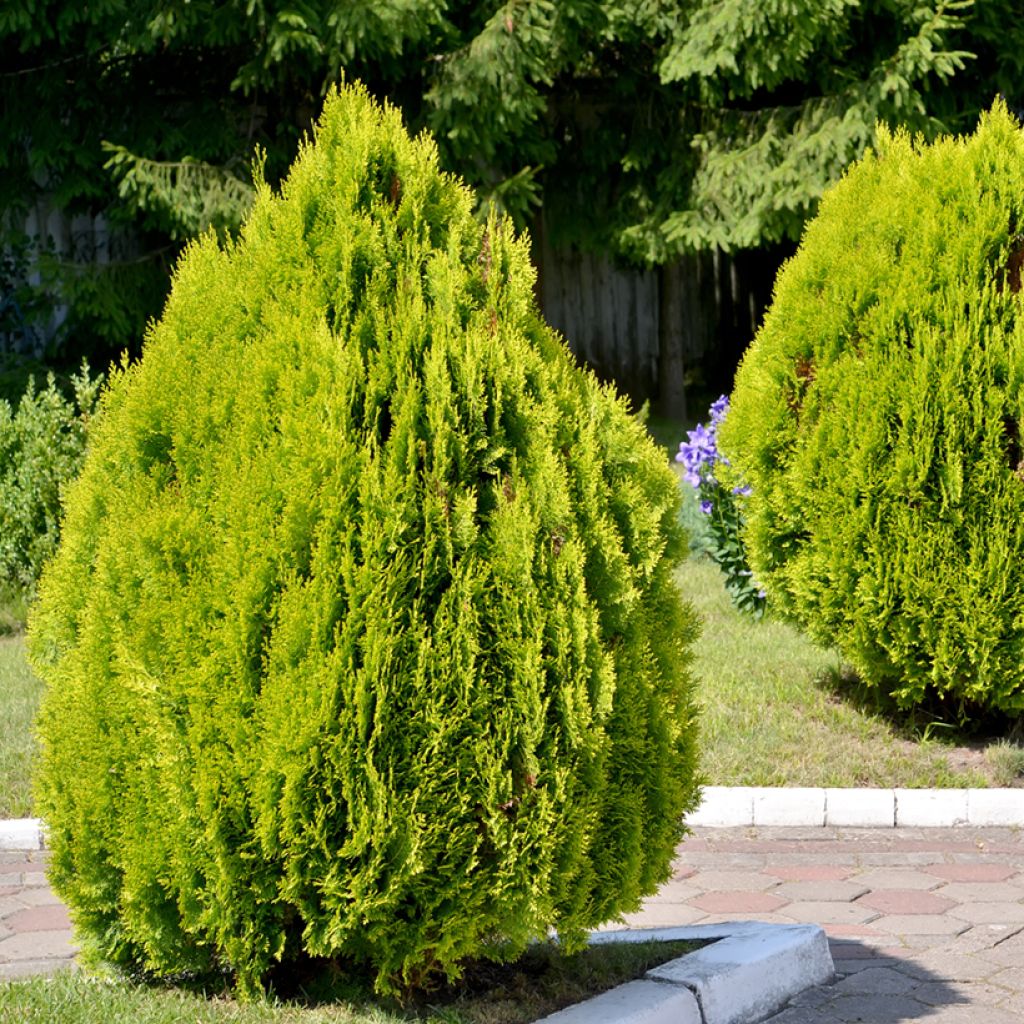 Thuja orientalis Pyramidalis Aurea - Tuia chinese