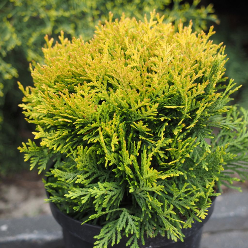 Thuja occidentalis Globosa Aurea - Tuia occidentale