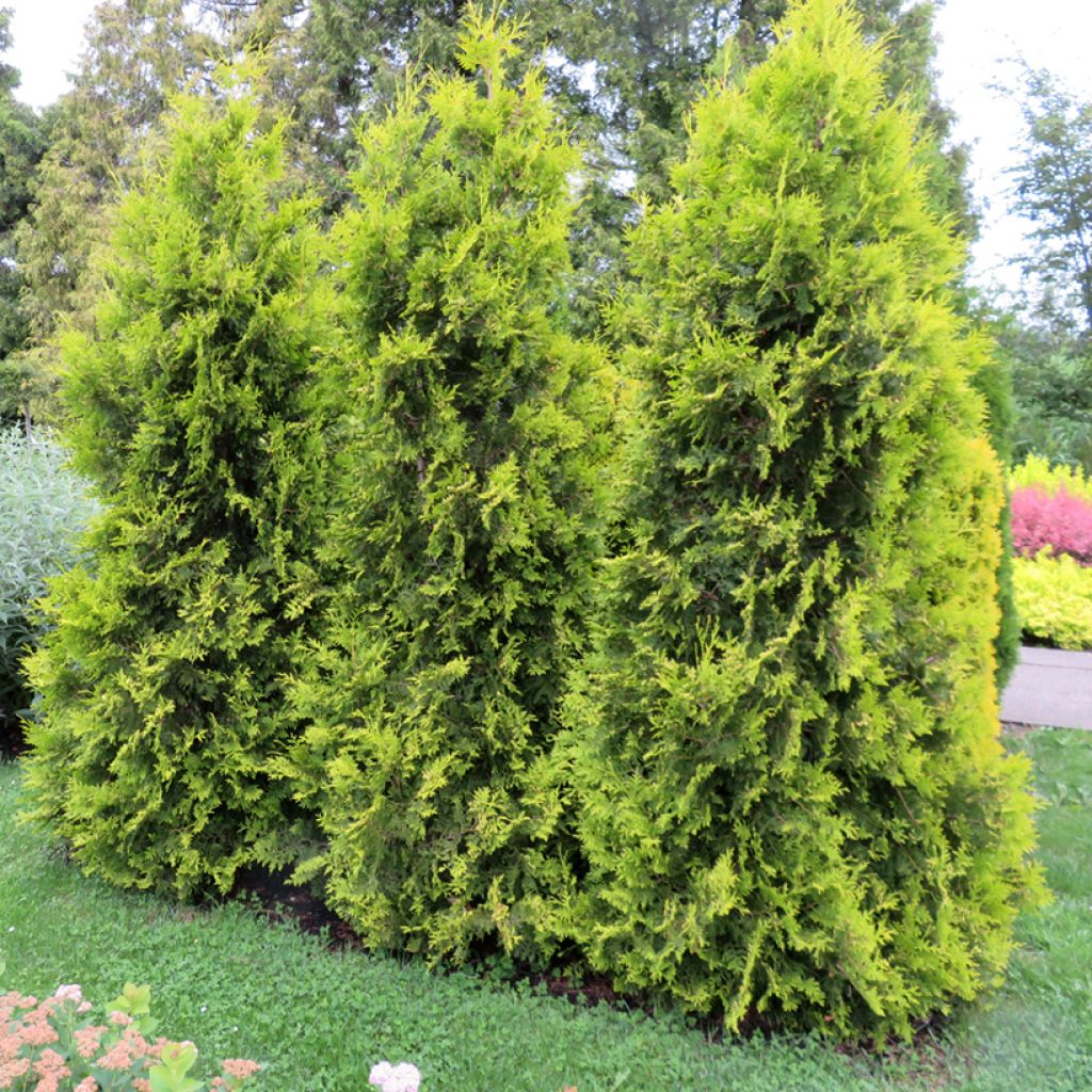 Thuja occidentalis Golden Brabant - Tuia occidentale