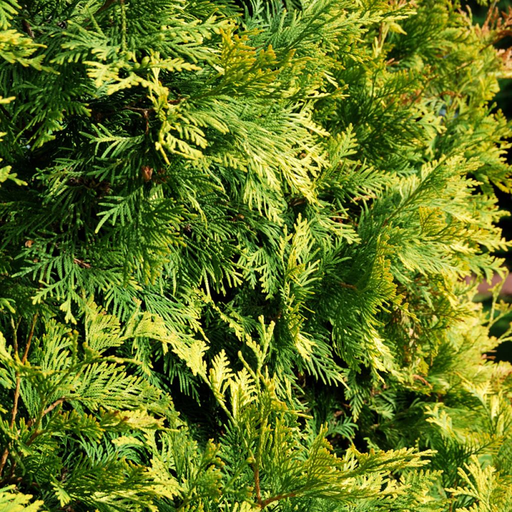 Thuya du Canada - Thuja occidentalis Golden Smaragd