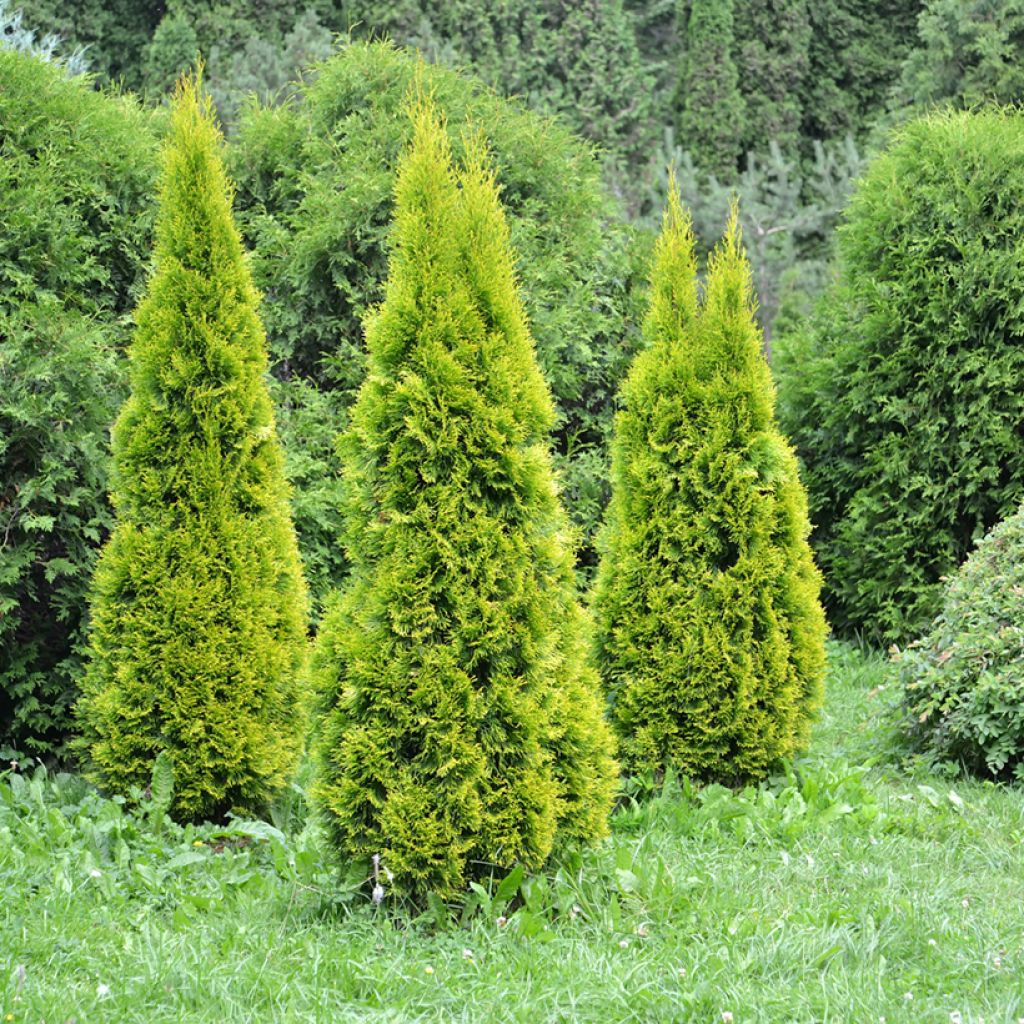 Thuya du Canada - Thuja occidentalis Golden Smaragd